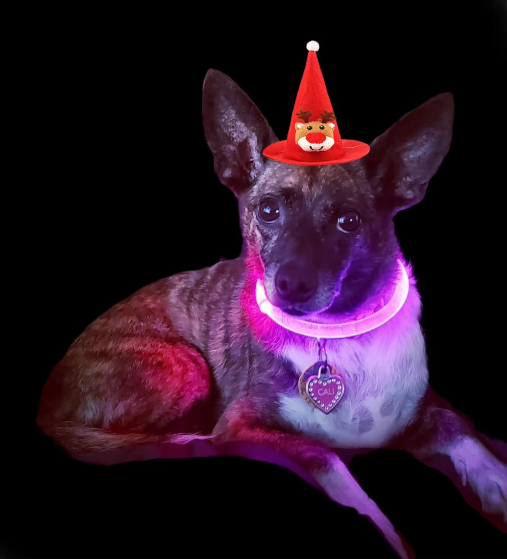 LED Light up Collar 
