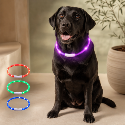A black dog wearing a glowing purple LED collar, with three smaller LED collar color options shown on the left against a warm indoor background with a potted plant.
